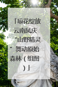 琼花绽放 云南凤庆“山野精灵”舞动原始森林（组图）