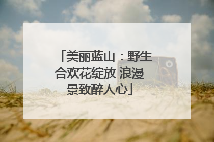 美丽蓝山：野生合欢花绽放 浪漫景致醉人心