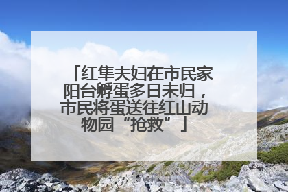 红隼夫妇在市民家阳台孵蛋多日未归，市民将蛋送往红山动物园“抢救”