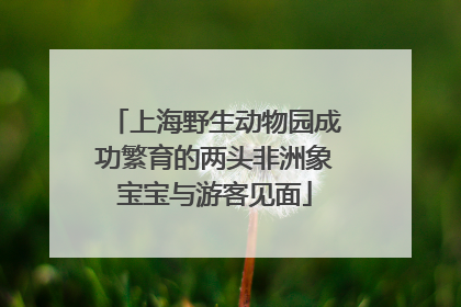 上海野生动物园成功繁育的两头非洲象宝宝与游客见面