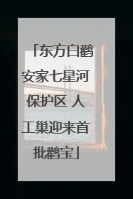 东方白鹳安家七星河保护区 人工巢迎来首批鹳宝