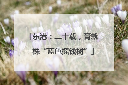 东港：二十载，育就一株“蓝色摇钱树”