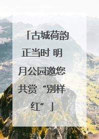 古城荷韵正当时 明月公园邀您共赏“别样红”