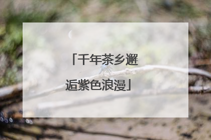 千年茶乡邂逅紫色浪漫