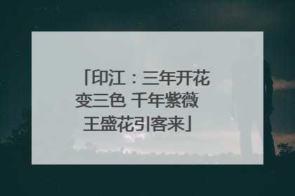 印江：三年开花变三色 千年紫薇王盛花引客来