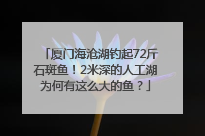 厦门海沧湖钓起72斤石斑鱼！2米深的人工湖为何有这么大的鱼？