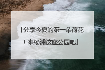 分享今夏的第一朵荷花！来杨浦这座公园吧
