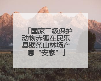国家二级保护动物赤狐在民乐县锯条山林场产崽“安家”