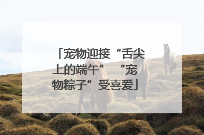 宠物迎接“舌尖上的端午” “宠物粽子”受喜爱