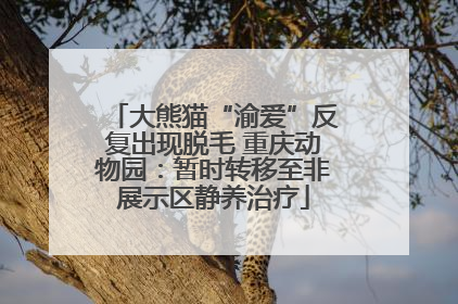 大熊猫“渝爱”反复出现脱毛 重庆动物园：暂时转移至非展示区静养治疗