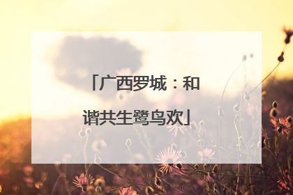 广西罗城：和谐共生鹭鸟欢