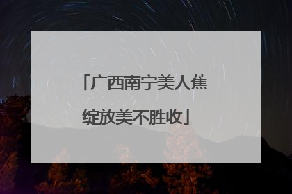 广西南宁美人蕉绽放美不胜收