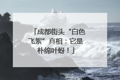 成都街头“白色飞絮”真相：它是朴绵叶蚜！