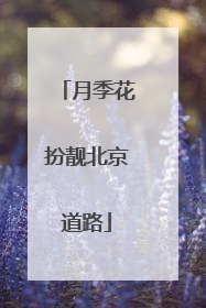 月季花扮靓北京道路