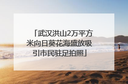 武汉洪山2万平方米向日葵花海盛放吸引市民驻足拍照