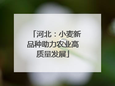 河北：小麦新品种助力农业高质量发展