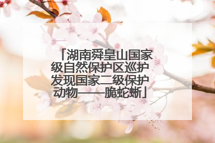 湖南舜皇山国家级自然保护区巡护发现国家二级保护动物——脆蛇蜥
