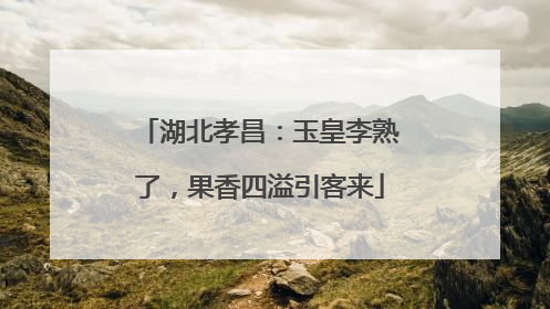 湖北孝昌：玉皇李熟了，果香四溢引客来