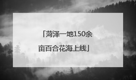 菏泽一地150余亩百合花海上线