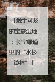 触手可及的宝藏湿地：长宁绿道里的“水杉镜林”