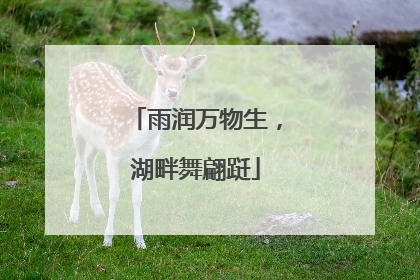 雨润万物生，湖畔舞翩跹