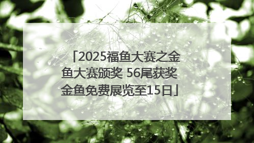 2025福鱼大赛之金鱼大赛颁奖 56尾获奖金鱼免费展览至15日