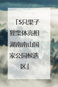 5只果子狸集体亮相湖南南山国家公园候选区