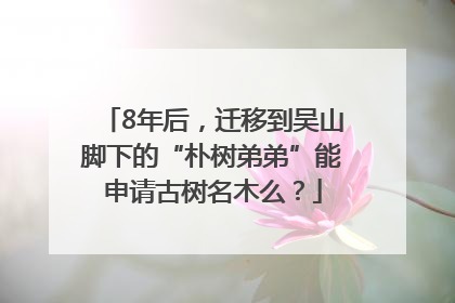 8年后，迁移到吴山脚下的“朴树弟弟”能申请古树名木么？
